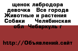 щенок лабродора девочка - Все города Животные и растения » Собаки   . Челябинская обл.,Чебаркуль г.